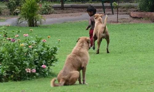 Jalandhar: नांगल शामा इलाके में डॉग शेल्टर बनेगा Jalandhar: नांगल शामा इलाके में डॉग शेल्टर बनेगा