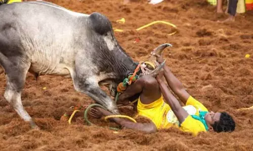 Madurai में बड़े जश्न के साथ अलंगनल्लूर जल्लीकट्टू शुरू हुआ