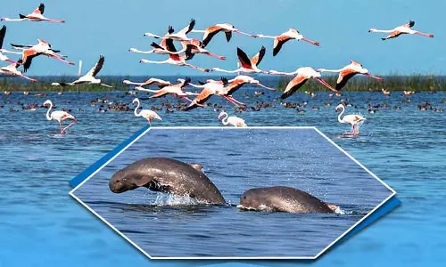 Chilika में 18 जनवरी को पक्षियों की गिनती होगी, उसके बाद डॉल्फिन की गिनती होगी