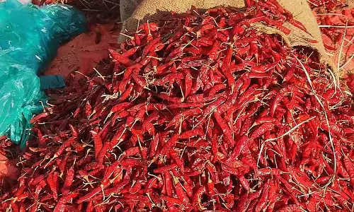 Byadagi Market : मिर्च की सप्लाई में कमी, कीमतें स्थिर