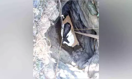 Kerala : एक भागती हुई भैंस कुएं में गिर गई