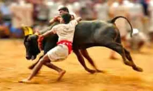 मदुरै में अलंगनल्लूर जल्लीकट्टू शुरू हुआ मदुरै में अलंगनल्लूर जल्लीकट्टू शुरू हुआ