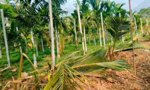 Kerala : हाथियों ने रातों-रात तीन एकड़ ज़मीन पर लगे 15 नारियल के पेड़ नष्ट कर दिए Kerala : हाथियों ने रातों-रात तीन एकड़ ज़मीन पर लगे 15 नारियल के पेड़ नष्ट कर दिए