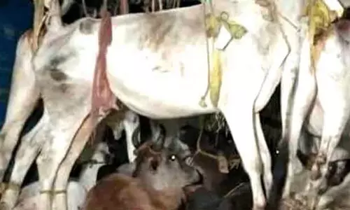 मवेशी तस्करी की जांच: Odisha पुलिस ने भद्रक, जाजपुर और दूसरे जिलों में छापेमारी की
