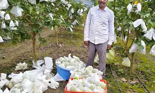 Karnataka ; विद्या काशी में जापानी नाशपाती Karnataka ; विद्या काशी में जापानी नाशपाती