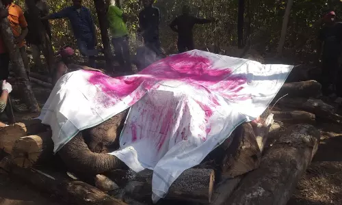 बीमार हथिनी की मौत, गरियाबंद में वन विभाग ने किया अंतिम संस्कार बीमार हथिनी की मौत, गरियाबंद में वन विभाग ने किया अंतिम संस्कार