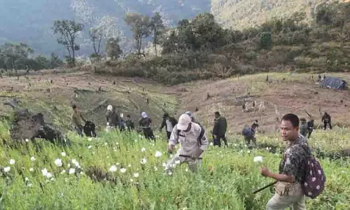 Manipur के चुराचांदपुर में 10 एकड़ में अफीम की अवैध खेती नष्ट की गई