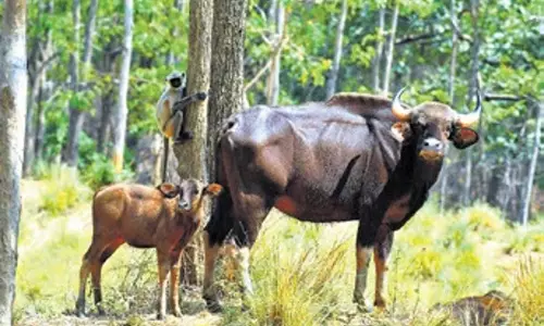 Debrigarh अभ्यारण्य में भारतीय बाइसन की संख्या में उछाल, एक साल में 189 और बढ़े