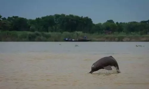 भारत में नदी और मुहाना डॉल्फ़िन की व्यापक संख्या का दूसरा आकलन Bijnor से होता है शुरू भारत में नदी और मुहाना डॉल्फ़िन की व्यापक संख्या का दूसरा आकलन Bijnor से होता है शुरू