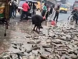Bihar: छात्र को टक्कर मारकर पलटी मछली से भरी गाड़ी, मछलियों पर टूट पड़े लोग Bihar: छात्र को टक्कर मारकर पलटी मछली से भरी गाड़ी, मछलियों पर टूट पड़े लोग
