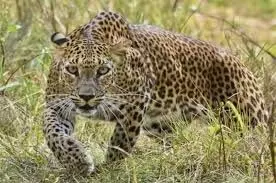 Lakhimpur Kheri: चीनी मिल में तेंदुआ दिखने से हड़कंप Lakhimpur Kheri: चीनी मिल में तेंदुआ दिखने से हड़कंप