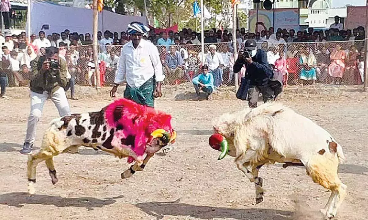 Andhra: राम फाइट प्रतियोगिताएं आयोजित की गईं Andhra: राम फाइट प्रतियोगिताएं आयोजित की गईं