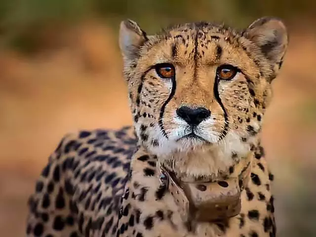 Gwalior: सड़क पर दिखे चीते, सुरक्षा इंतजाम होंगे सख्त Gwalior: सड़क पर दिखे चीते, सुरक्षा इंतजाम होंगे सख्त