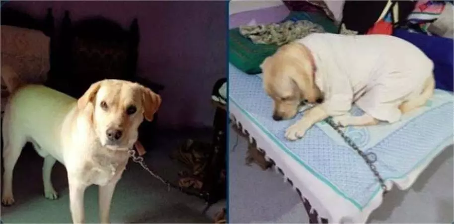 Rewari: लापता लेब्रा डॉग ‘डुग्गू’, परिवार पर टूटा दुखों का पहाड़ Rewari: लापता लेब्रा डॉग ‘डुग्गू’, परिवार पर टूटा दुखों का पहाड़