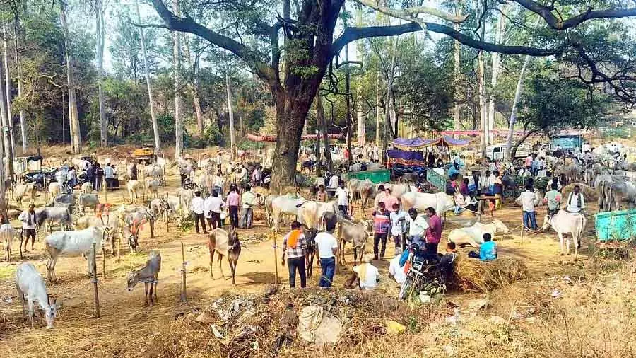 Channapatna : केंगल पशु मेला अपनी पुरानी रौनक पर लौट आया Channapatna : केंगल पशु मेला अपनी पुरानी रौनक पर लौट आया