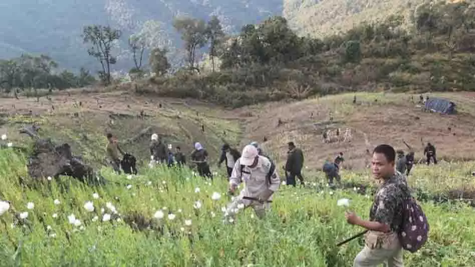Manipur के चुराचांदपुर में 10 एकड़ में अफीम की अवैध खेती नष्ट की गई Manipur के चुराचांदपुर में 10 एकड़ में अफीम की अवैध खेती नष्ट की गई