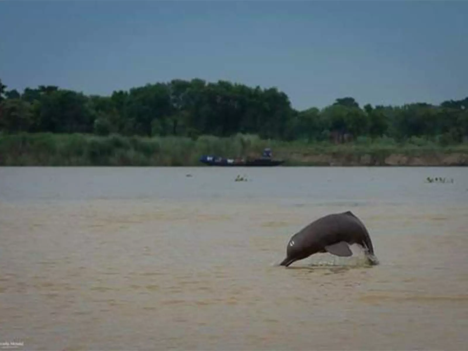 भारत में नदी और मुहाना डॉल्फ़िन की व्यापक संख्या का दूसरा आकलन Bijnor से होता है शुरू भारत में नदी और मुहाना डॉल्फ़िन की व्यापक संख्या का दूसरा आकलन Bijnor से होता है शुरू