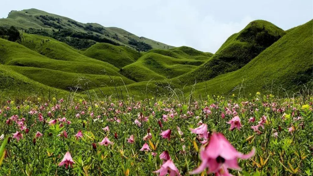 Nagaland: ज़ुकोऊ घाटी में टूरिस्ट सर्च में कोई लीड नहीं