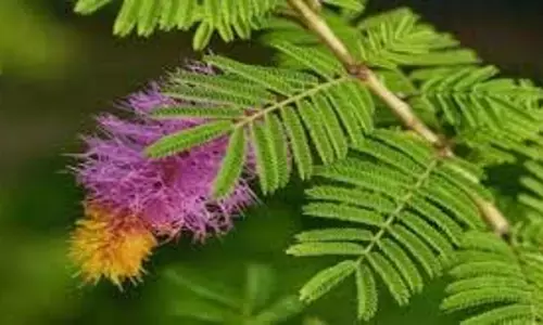 Shami Plant Benefits: शनिदेव को प्रसन्न करना हो, तो लगाएं शमी का पौधा, जानिए किस दिन लगाना है सबसे शुभ Shami Plant Benefits: शनिदेव को प्रसन्न करना हो, तो लगाएं शमी का पौधा, जानिए किस दिन लगाना है सबसे शुभ