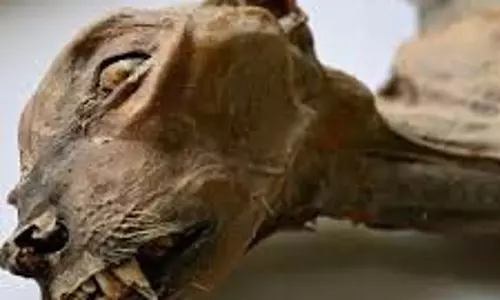 Science News: सऊदी अरब की गुफाओं में मिले 1800 साल पुराने चीतों के अवशेष Science News: सऊदी अरब की गुफाओं में मिले 1800 साल पुराने चीतों के अवशेष