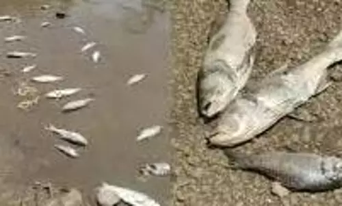 MP News: कुएं में अधिक ब्लिचिंग डालने से मछलियां मरीं, नगर में हड़कंप