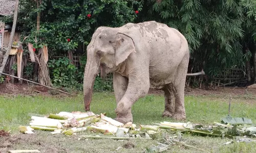 Assam: पाठशाला स्कूल शताब्दी रैली में हाथी ने एक व्यक्ति को घायल कर दिया Assam: पाठशाला स्कूल शताब्दी रैली में हाथी ने एक व्यक्ति को घायल कर दिया