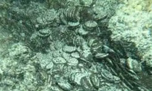Science: समुद्र के नीचे मिला 1700 साल पुराना रोमन खजाना Science: समुद्र के नीचे मिला 1700 साल पुराना रोमन खजाना