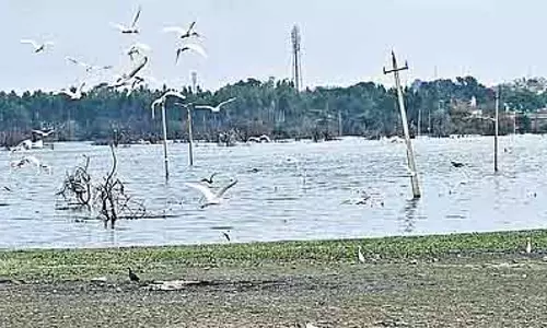 Doddaballapur झील का पानी पूरी तरह से प्रदूषित