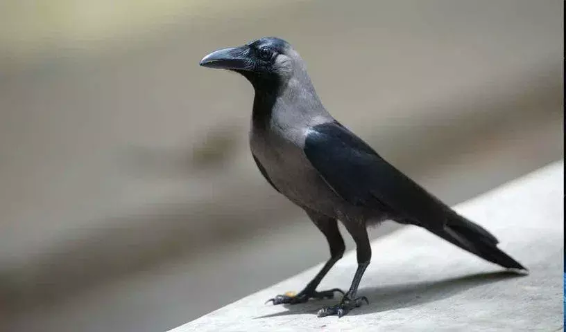 Kannur: केरल के इरिट्टी में कौओं की मौत के बाद बर्ड फ्लू का अलर्ट जारी Kannur: केरल के इरिट्टी में कौओं की मौत के बाद बर्ड फ्लू का अलर्ट जारी