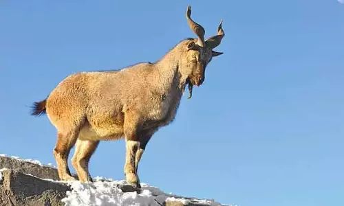 गर्मियों में ज्यादा चराई से मुगल रोड ने Hirpora में Kashmiri के मार्खोर की जगह खत्म की