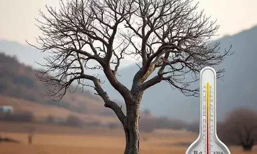 Kashmir के बागों में मौसम की चिंता