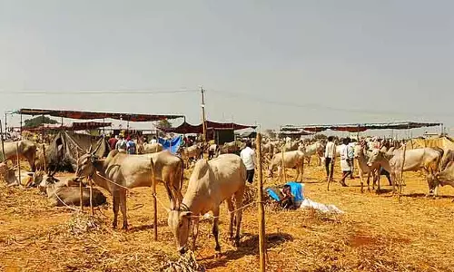 Koratagere : कलेगाट्टी कामेनाहल्ली पशु मेला