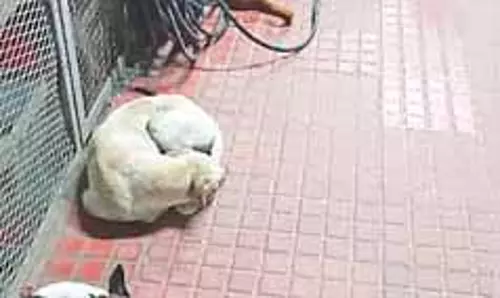 Chennai: तिरुवल्लूर रेलवे स्टेशन पर आवारा कुत्तों के आतंक से यात्री परेशान Chennai: तिरुवल्लूर रेलवे स्टेशन पर आवारा कुत्तों के आतंक से यात्री परेशान