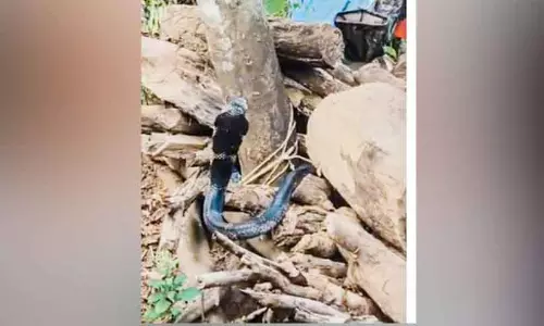 Kerala : घर के आंगन में घुसे किंग कोबरा को जंगल में छोड़ा गया Kerala : घर के आंगन में घुसे किंग कोबरा को जंगल में छोड़ा गया