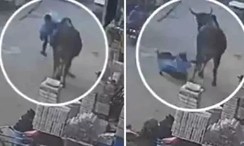 Shamli में आवारा सांड ने महिला को सींगों से उठाकर सड़क पर फेंक दिया Shamli में आवारा सांड ने महिला को सींगों से उठाकर सड़क पर फेंक दिया