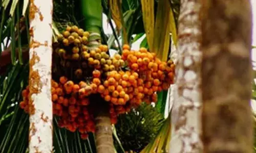 Karnataka : सुपारी उत्पादक संघ का उद्घाटन कल होगा