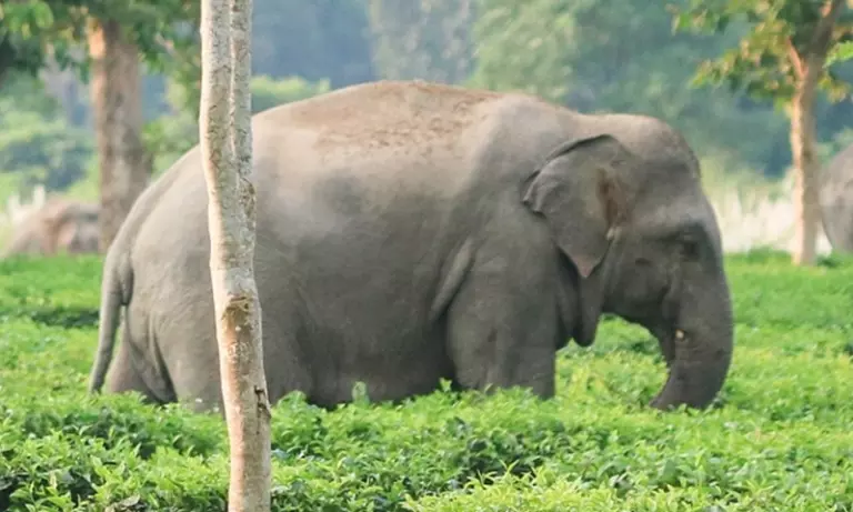 Assam: उदलगुरी में भारत-भूटान सीमा के पास जंगली हाथी ने चाय मजदूर को मार डाला Assam: उदलगुरी में भारत-भूटान सीमा के पास जंगली हाथी ने चाय मजदूर को मार डाला