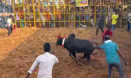 पोंगल उत्सव के हिस्से के रूप में Pudukkottai के वदामलपुरम में भव्य जल्लीकट्टू कार्यक्रम आयोजित किया गया पोंगल उत्सव के हिस्से के रूप में Pudukkottai के वदामलपुरम में भव्य जल्लीकट्टू कार्यक्रम आयोजित किया गया