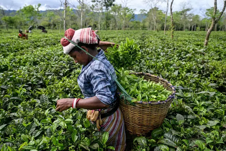 Kochi चाय की नीलामी में कीमतों में तेज़ उछाल Kochi चाय की नीलामी में कीमतों में तेज़ उछाल