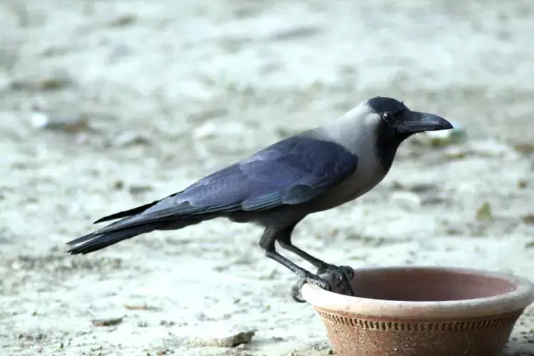 Kerala के इरिट्टी में कौओं में बर्ड फ्लू का पता चला घरेलू पक्षियों को अभी कोई खतरा नहीं