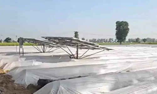 Nuh में आधुनिक बागवानी तकनीकों से किसानों की पैदावार में बढ़ोतरी Nuh में आधुनिक बागवानी तकनीकों से किसानों की पैदावार में बढ़ोतरी