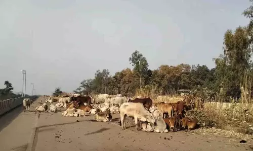 Odisha: तस्करी रैकेट से 200 से अधिक मवेशी बरामद