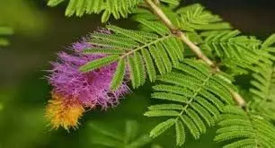 Shami Plant Benefits: शनिदेव को प्रसन्न करना हो, तो लगाएं शमी का पौधा, जानिए किस दिन लगाना है सबसे शुभ Shami Plant Benefits: शनिदेव को प्रसन्न करना हो, तो लगाएं शमी का पौधा, जानिए किस दिन लगाना है सबसे शुभ