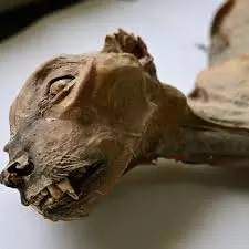 Science News: सऊदी अरब की गुफाओं में मिले 1800 साल पुराने चीतों के अवशेष Science News: सऊदी अरब की गुफाओं में मिले 1800 साल पुराने चीतों के अवशेष