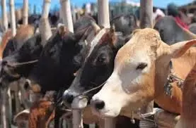 Jammu-Kashmir: पशुपालकों के लिए खतरे की घंटी, प्रशासन ने जारी की Advisory Jammu-Kashmir: पशुपालकों के लिए खतरे की घंटी, प्रशासन ने जारी की Advisory