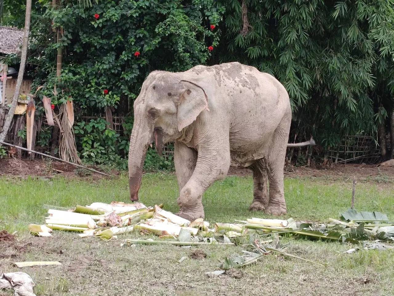 Assam: पाठशाला स्कूल शताब्दी रैली में हाथी ने एक व्यक्ति को घायल कर दिया Assam: पाठशाला स्कूल शताब्दी रैली में हाथी ने एक व्यक्ति को घायल कर दिया