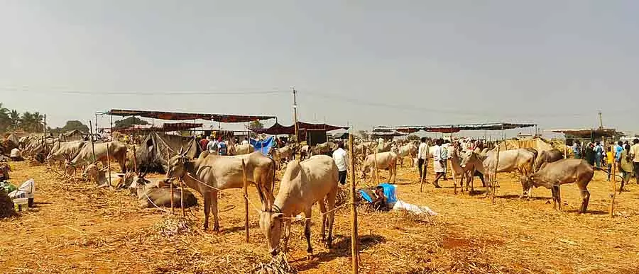 Koratagere : कलेगाट्टी कामेनाहल्ली पशु मेला Koratagere : कलेगाट्टी कामेनाहल्ली पशु मेला