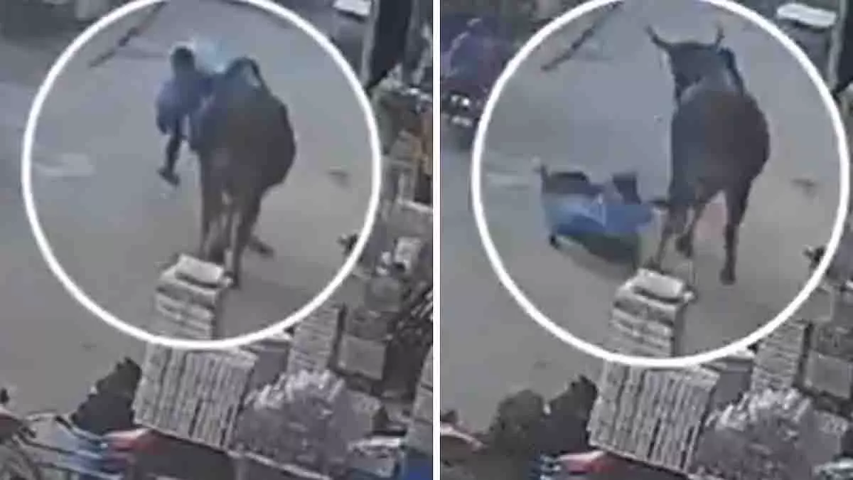 Shamli में आवारा सांड ने महिला को सींगों से उठाकर सड़क पर फेंक दिया Shamli में आवारा सांड ने महिला को सींगों से उठाकर सड़क पर फेंक दिया