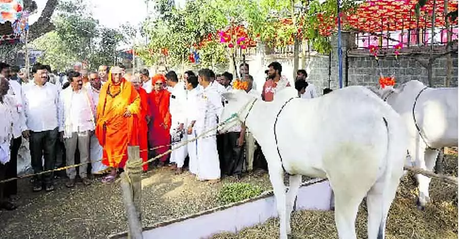 Nanjangud : पशु मेले में 200 मवेशियों ने हिस्सा लिया Nanjangud : पशु मेले में 200 मवेशियों ने हिस्सा लिया
