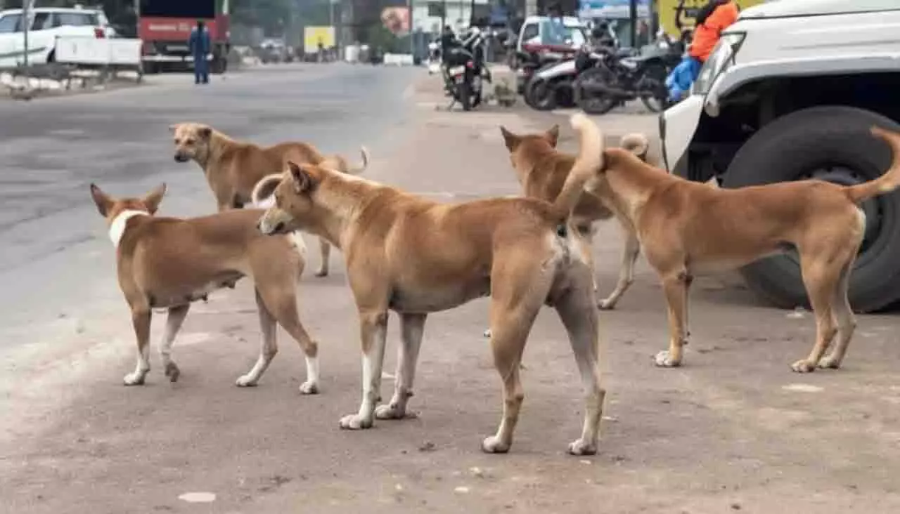 कुत्तों के काटने पर नियंत्रण, भुवनेश्वर में BMC ने मिशन रेबीज से हाथ मिलाया कुत्तों के काटने पर नियंत्रण, भुवनेश्वर में BMC ने मिशन रेबीज से हाथ मिलाया